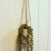 Home Decor Blooming Botanicals | Potted String Of Pearl Hanging