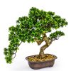 Home Decor Blooming Botanicals | Medium Bonsai Tree