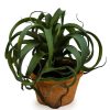 Home Decor Blooming Botanicals | Large Ornamental Succulent In Terracotta