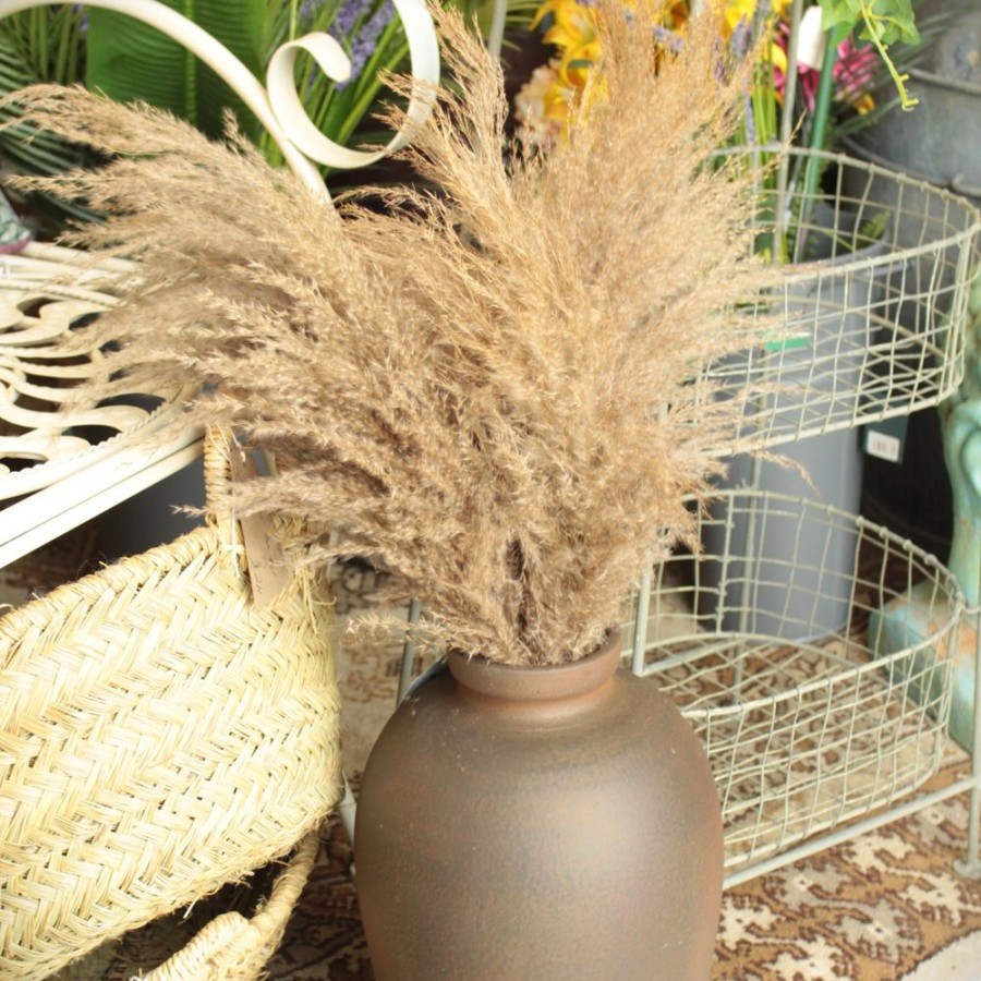 Home Decor Blooming Botanicals | Natural Pampas Stems